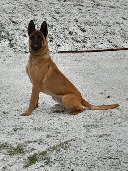 Belgického ovčáka - 8