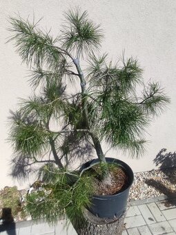 Tvarovaný strom, bonsai, niwaki, yamadori - 8