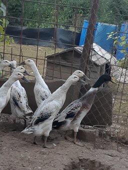 Rodajlendky, Australky,Vlašky,Kropenky,Kruty, Indický běžec - 8