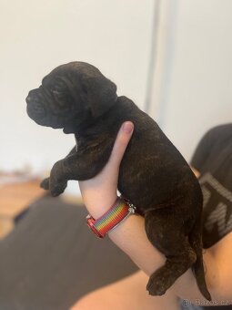 Štěně cane corso - 8