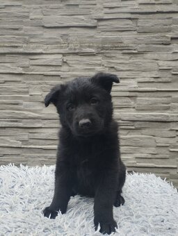 prodám štěně Německého ovčáka s PP - 8