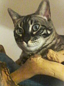 Bengálský kocourek s PP - 8