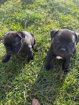 Stafordšírský Bulteriér - 8