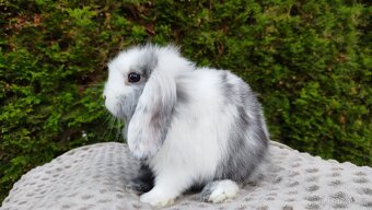 Zakrslý beránek, králíček, králík - MARIUS - 8