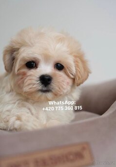 Krásná holčička Maltipoo - 8