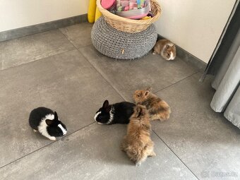 Zakrslý králík - 8