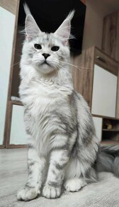 Maine Coon s PP kocour Mainská mývalí kočka - 8