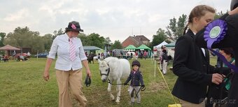 Prodej pony s TOP povahou - 8