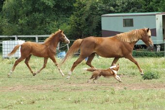 Hříbě sportovní pony - 8