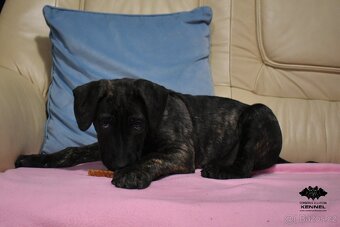 Uruguayský Cimarron s PP - 8