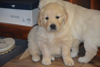 Zlatý retrívr - holčičky - 8