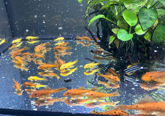 Ancistrus sp. super red - 8