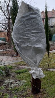 Trachycarpus fortunei - 8