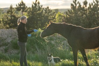 Welsh Cob valach - 3 roky - 8