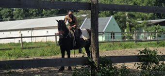 Welsh pony D valach 3roky - 8