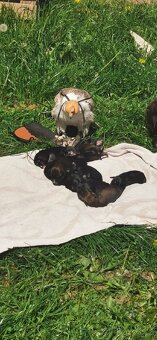 Štěňátka, štěňata kříženci - 8