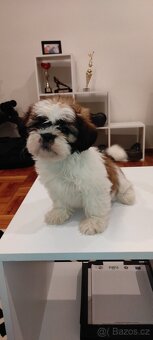 Shih Tzu štěňata s pp fenka - 8