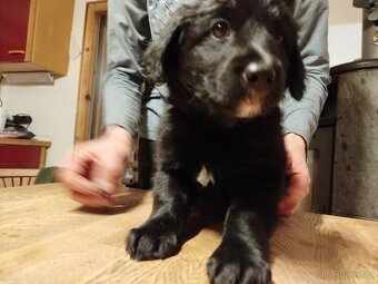 3 štěňata na prodej - 8