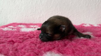 Štěňátka Pomeranian s PP FCI - 8