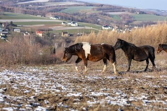 Huculská klisna, hucul, Tobiano, pony, malý kůň - 8
