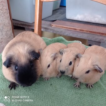 Morčata kalifornská - 8