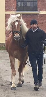 Prodám hafling klisnu s PP - 8