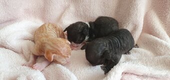 Cornish rex s PP - 8