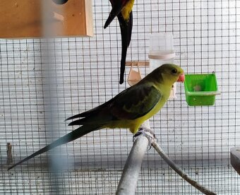 Papoušek horský - 8