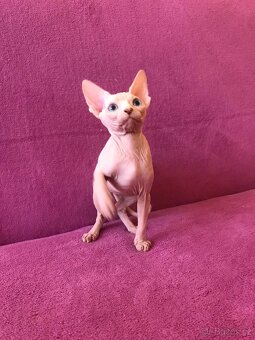 SPHYNX koťátko bez PP - 8