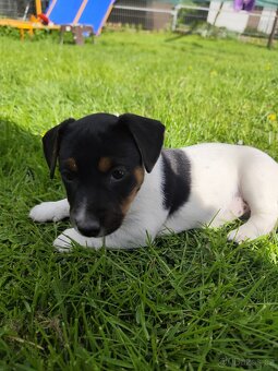 Jack Russel teriér - 8