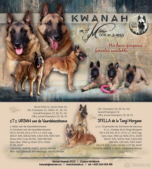Belgický ovčák - Malinois, holčičky s PP - 8