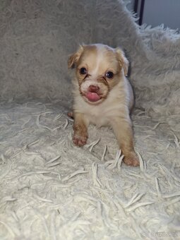 Štěňátka hledají milující domov - 8