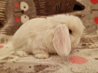 Zakrslý beránek - minilop - 8