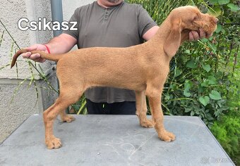 Maďarský drôtosrstý stavač-ohař - 8