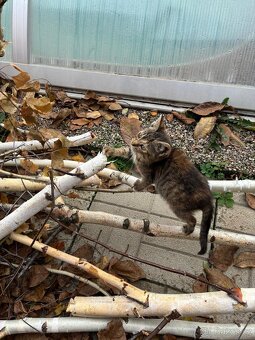 Darujeme naše umazlence :) - 8