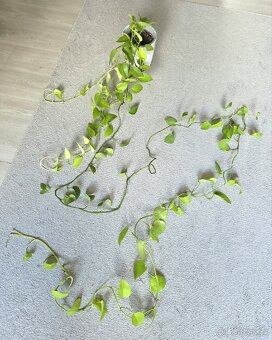 Epipremnum / Potos - 4x marble, snow queen, global, neon - 8