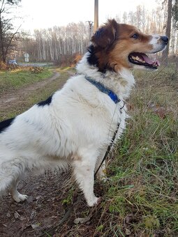 BASTY K ADOPCI - milý vděčný mazel, vhodný k dětem - 8