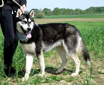 ALONZO K ADOPCI - přátelský, milý, kontaktní - 8