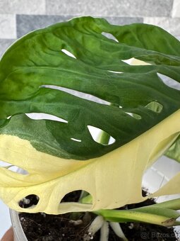 Monstera Adansonii Japanese Tricolor - 8