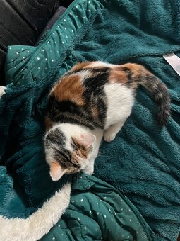 3 měsíční koťata - 8