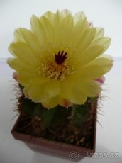 Kaktusy a sukulenty - 8