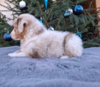 Australský ovčák s PP - 8