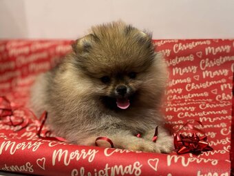 Pomeranian s pp FCI - 8