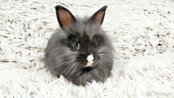 Zakrslý králík, králíček - HOLLY - 8