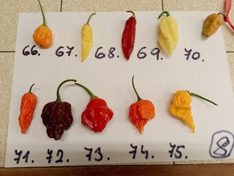 Semínka chilli papriček - zdarma - 8