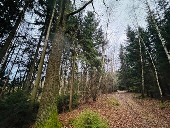 Lesní pozemek k.ú. Stojice 2467m2 SLEVA - 8