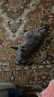 Krytí britský kocour - 8