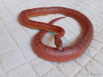 Užovky červené, krajta královská - 8