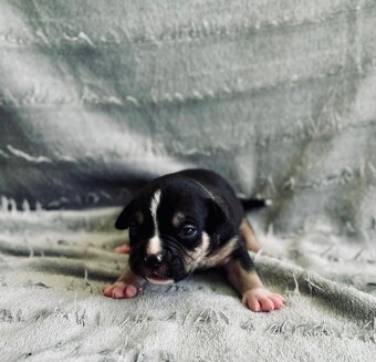 American Bully Pocket- Standart - 8