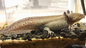 Axolotl od chovatele - axolotly.cz - 8